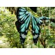 Yolanda Fleurs Avec Isabella Butterfly Collar and Hair Clips(Leftovers/7 Colours)